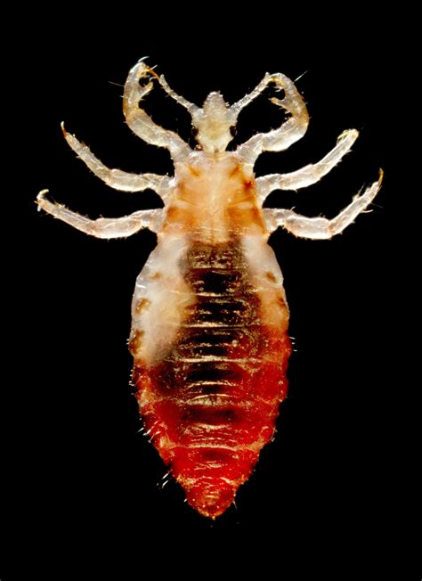Lice .
